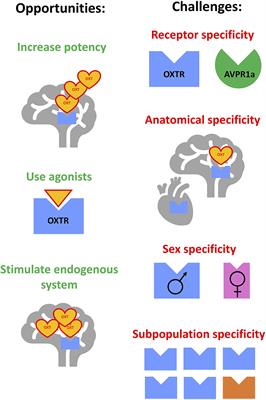 Barriers and Breakthroughs in Targeting the Oxytocin System to Treat Alcohol Use Disorder